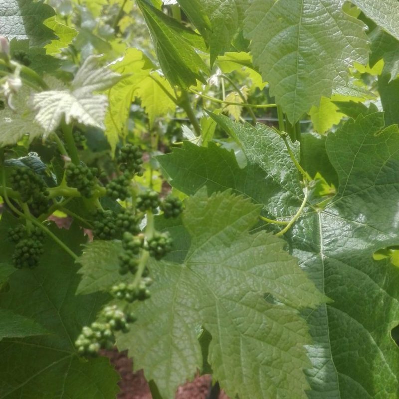Elaboración de vinos y cava – Enoturismo
