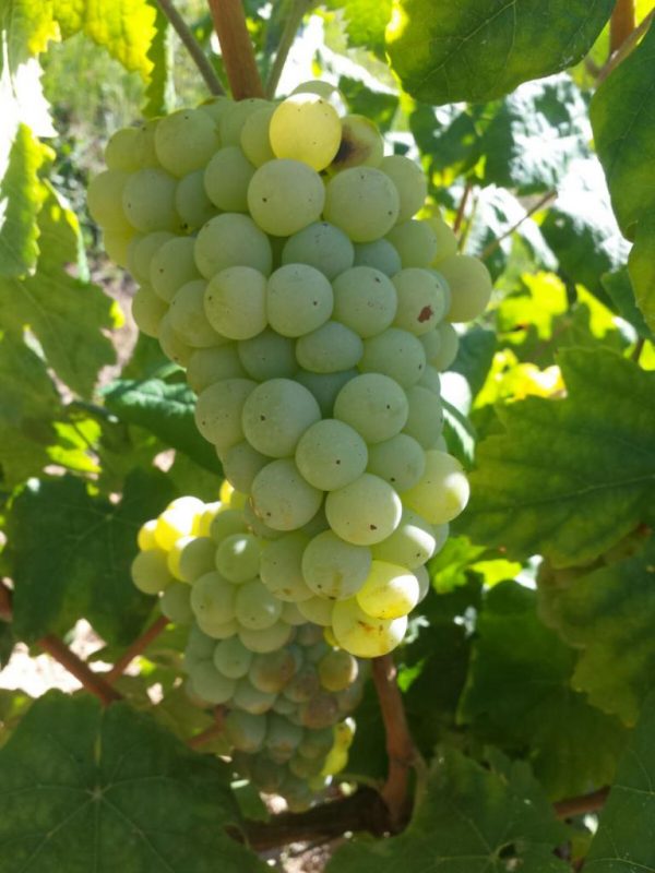 Elaboración de vinos y cava – Enoturismo