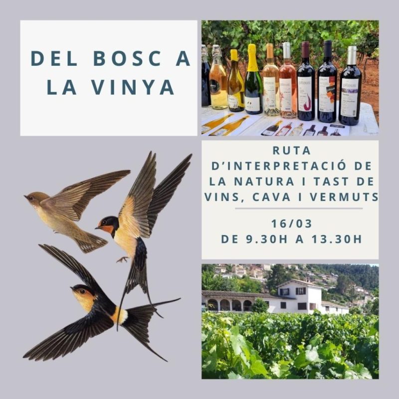 Elaboración de vinos y cava – Enoturismo